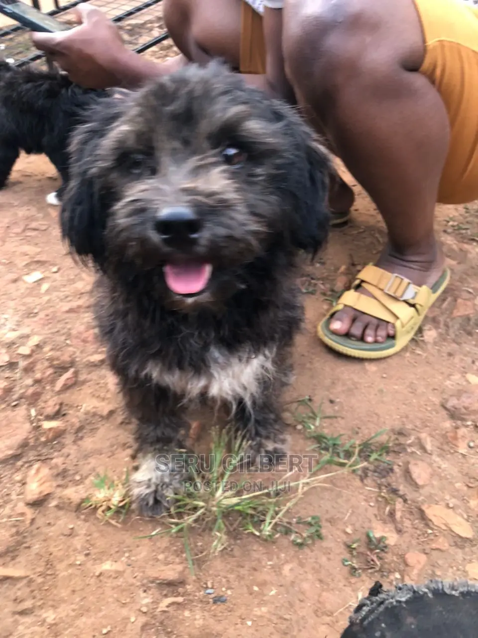 3-6 months Male Purebred Maltese