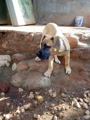 0-1 month Male Purebred Boerboel