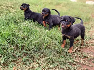 1-3 months Female Purebred Rottweiler