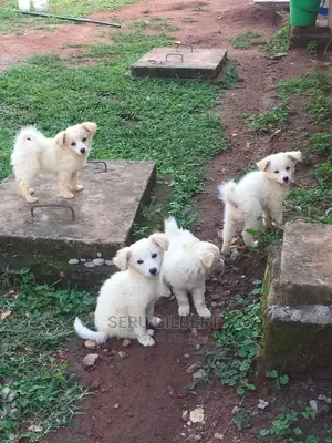 1-3 months Male Purebred Japanese Spitz