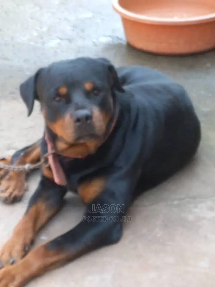 6-12 months Male Purebred Rottweiler