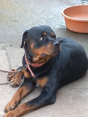 6-12 months Male Purebred Rottweiler