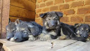 3-6 months Male Purebred German Shepherd