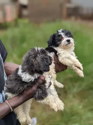 0-1 month Male Purebred Maltese