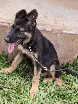 3-6 months Male Purebred German Shepherd