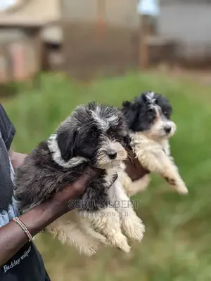 0-1 month Male Purebred Maltese