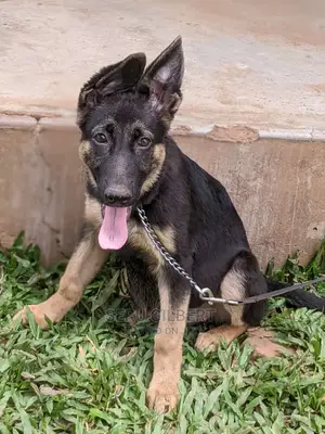 3-6 months Male Purebred German Shepherd
