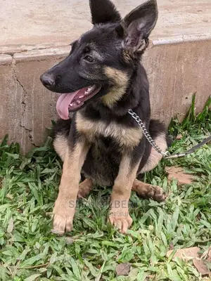 1-3 months Male Purebred German Shepherd