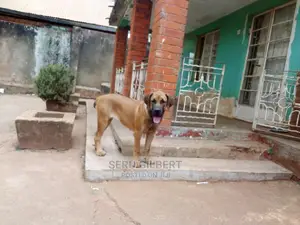 1-3 months Male Purebred Boerboel