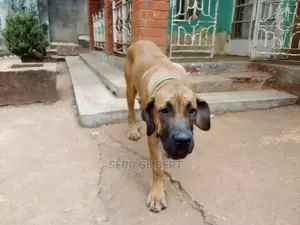3-6 months Male Purebred Boerboel