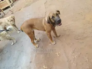 3-6 months Male Mixed Breed Boerboel