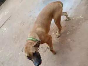 3-6 months Female Purebred Boerboel