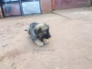 1-3 months Male Purebred German Shepherd