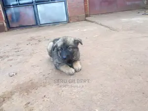 1-3 months Female Purebred German Shepherd