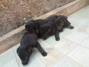 1-3 months Male Purebred German Shepherd