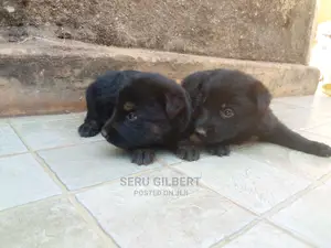 0-1 month Male Purebred German Shepherd