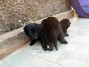 0-1 month Male Mixed Breed German Shepherd