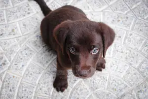 0-1 month Male Purebred Labrador Retriever