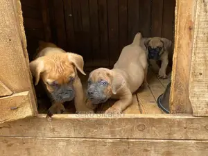 1-3 months Male Purebred Boerboel
