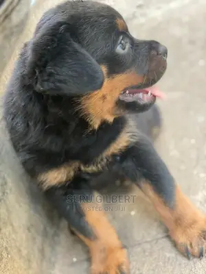 3-6 months Male Purebred Rottweiler