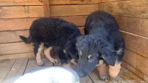 1-3 months Male Purebred German Shepherd
