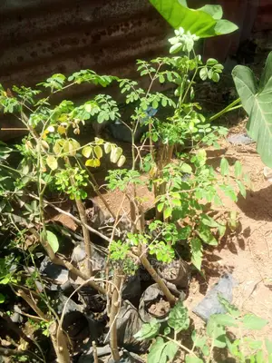 Moringa Trees