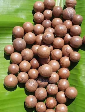 Macadamia Nuts Trees