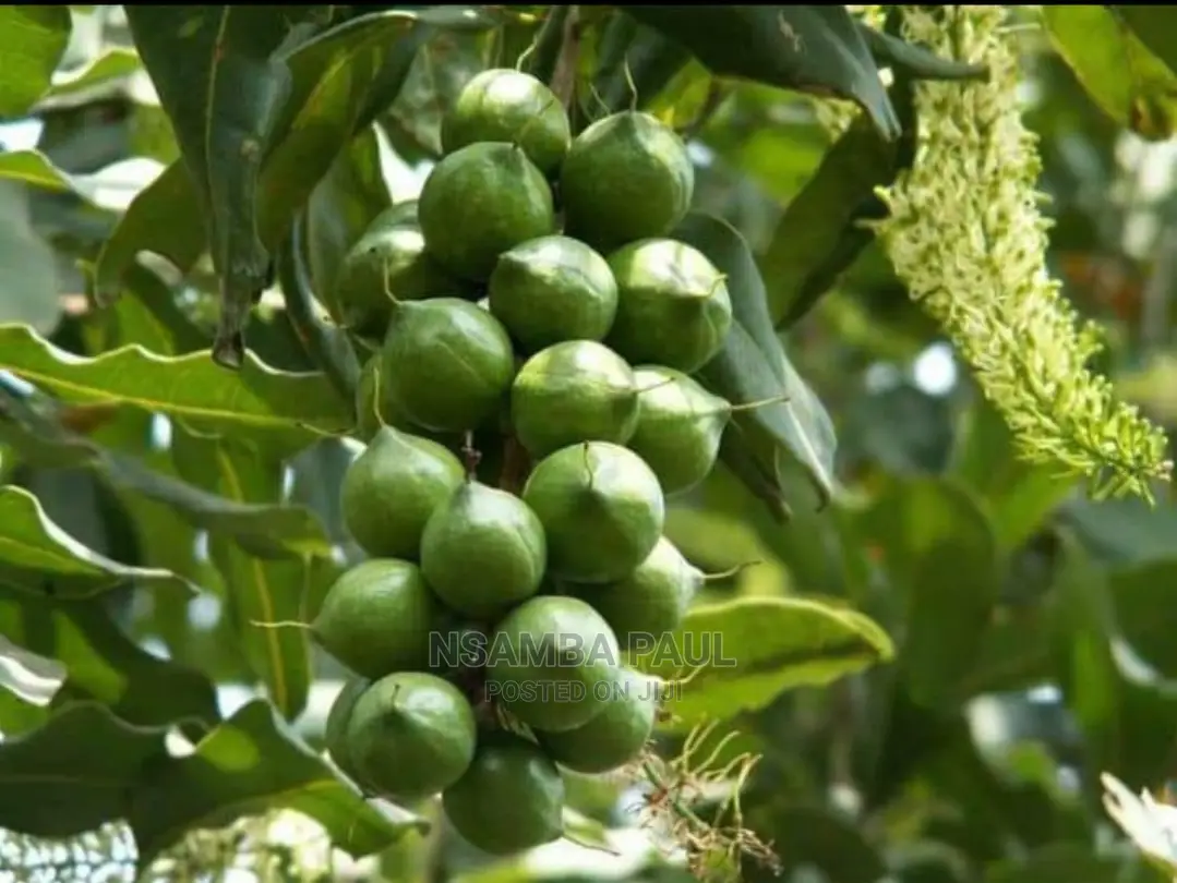 Macadamia Nuts Trees