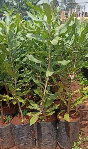 Macadamia Nuts Trees