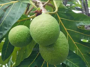 Breadfruit