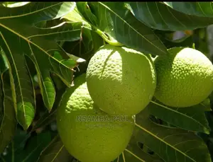 Breadfruit