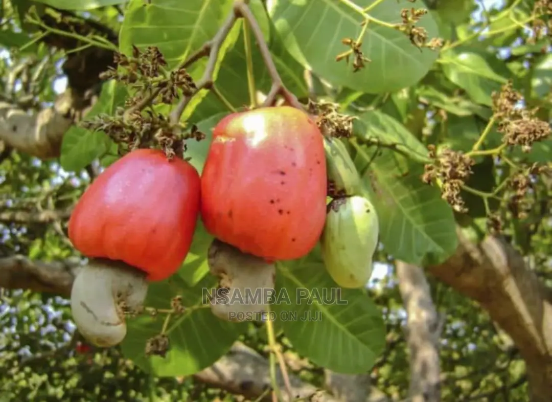 Cashew Nuts