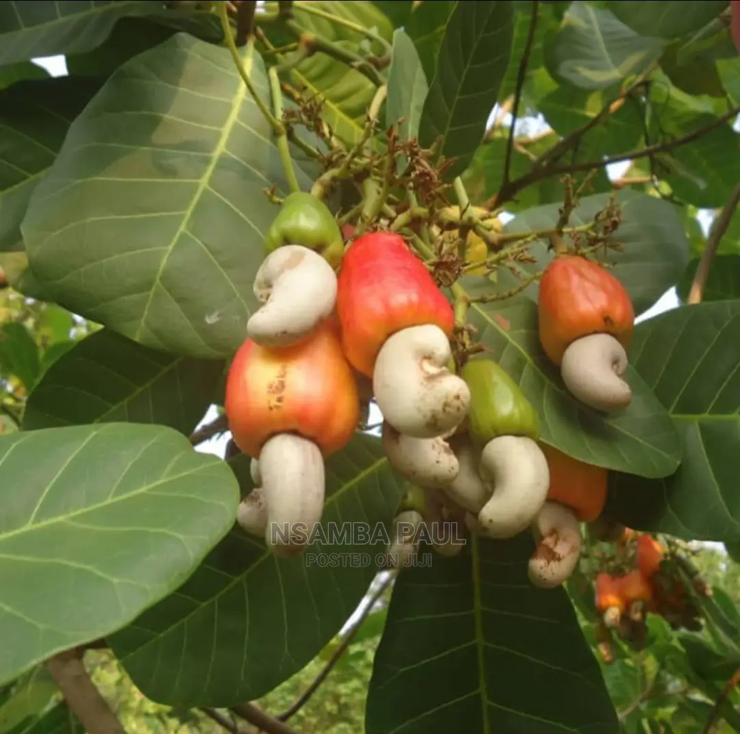 Cashew Nuts