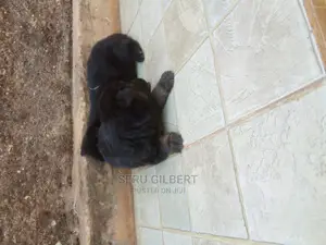0-1 month Male Purebred German Shepherd