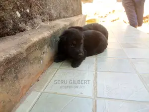 0-1 month Male Purebred German Shepherd