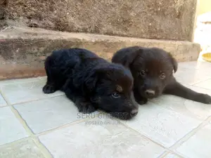 0-1 month Male Purebred German Shepherd
