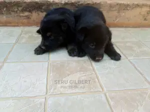 0-1 month Male Purebred German Shepherd