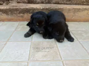 0-1 month Male Purebred German Shepherd