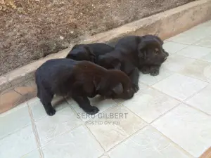0-1 month Male Purebred German Shepherd
