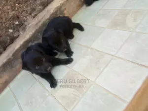 0-1 month Male Purebred German Shepherd