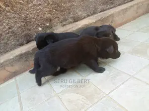 0-1 month Male Purebred German Shepherd
