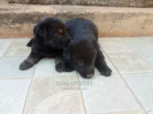 0-1 month Male Purebred German Shepherd
