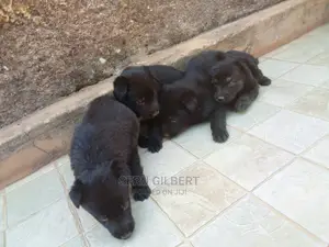 1-3 months Male Purebred German Shepherd