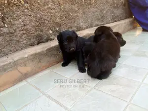 0-1 month Male Purebred German Shepherd