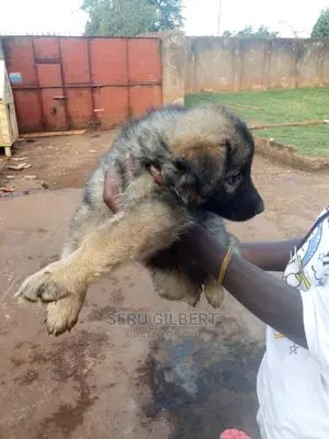0-1 month Male Purebred German Shepherd