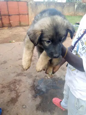 0-1 month Male Purebred German Shepherd
