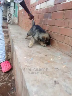 3-6 months Male Purebred German Shepherd