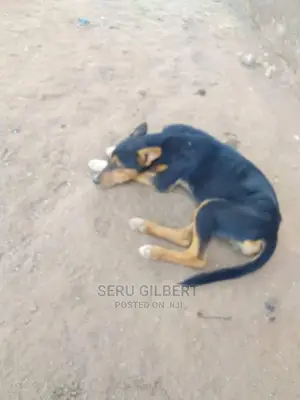 1-3 months Male Mixed Breed German Shepherd