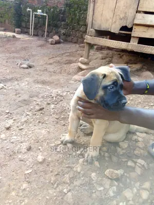 1-3 months Female Purebred Boerboel