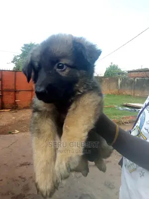 1-3 months Male Purebred German Shepherd